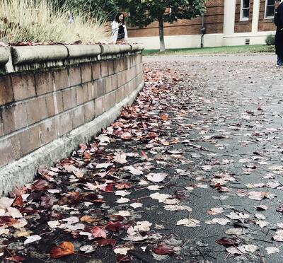 Wet leaves on the ground