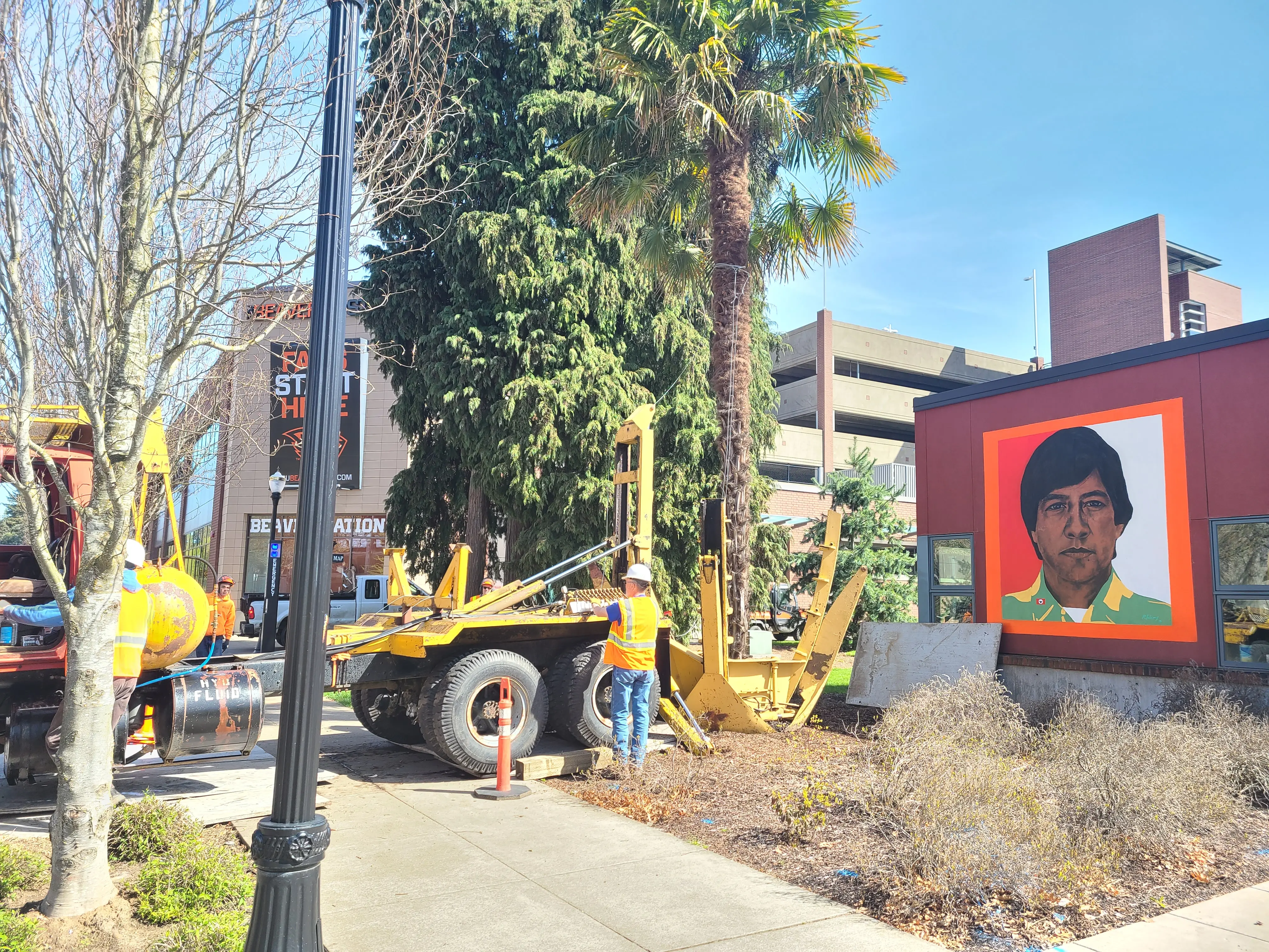 A machine placing a palm tree next to a building. 