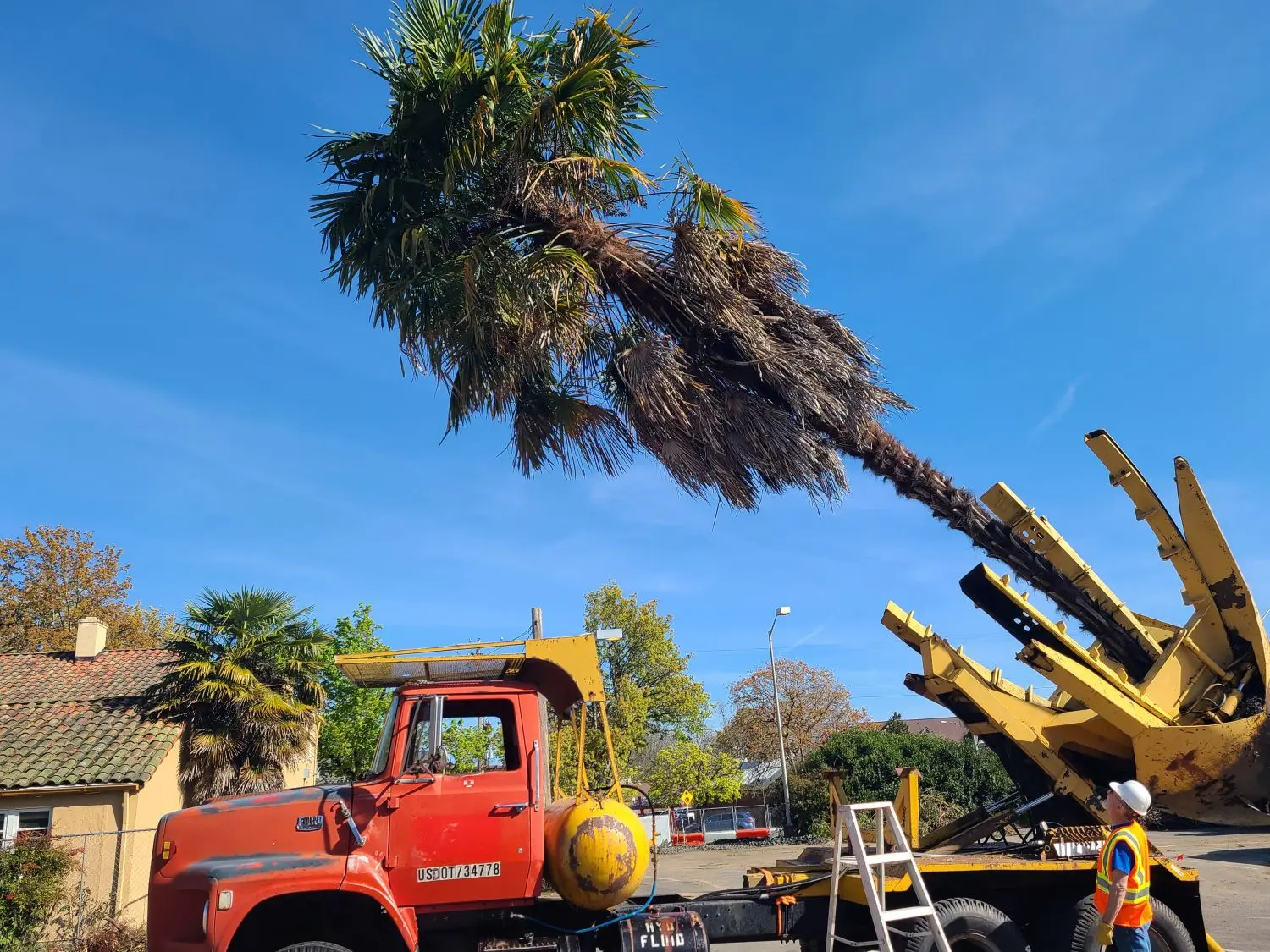 A machine lifting a palm tree onto a truck. 
