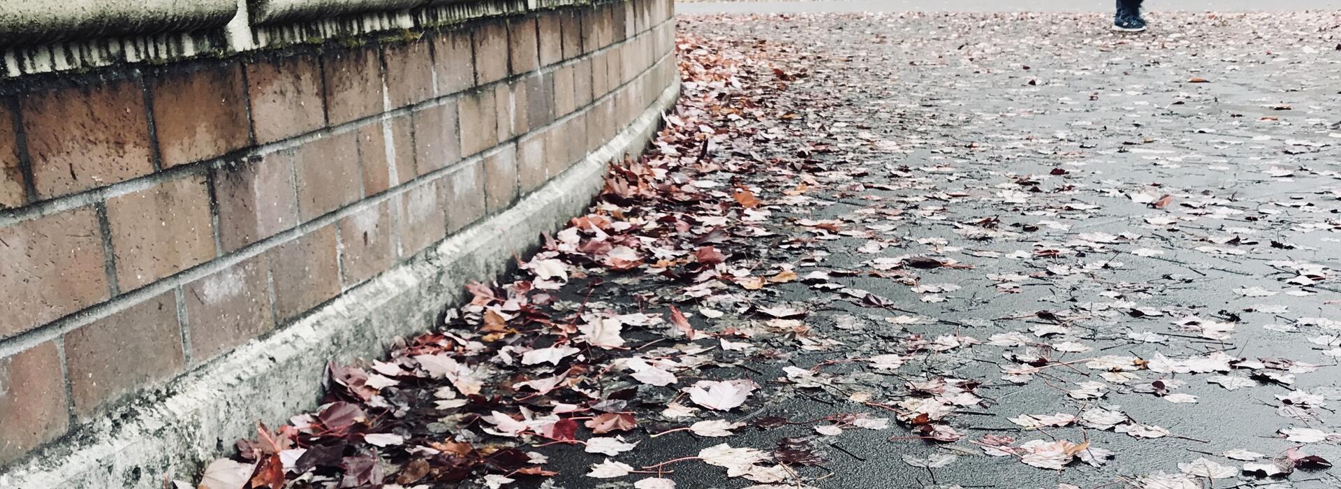 Wet leaves on the ground
